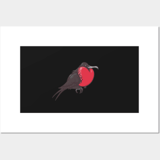 Magnificent Frigatebird Posters and Art